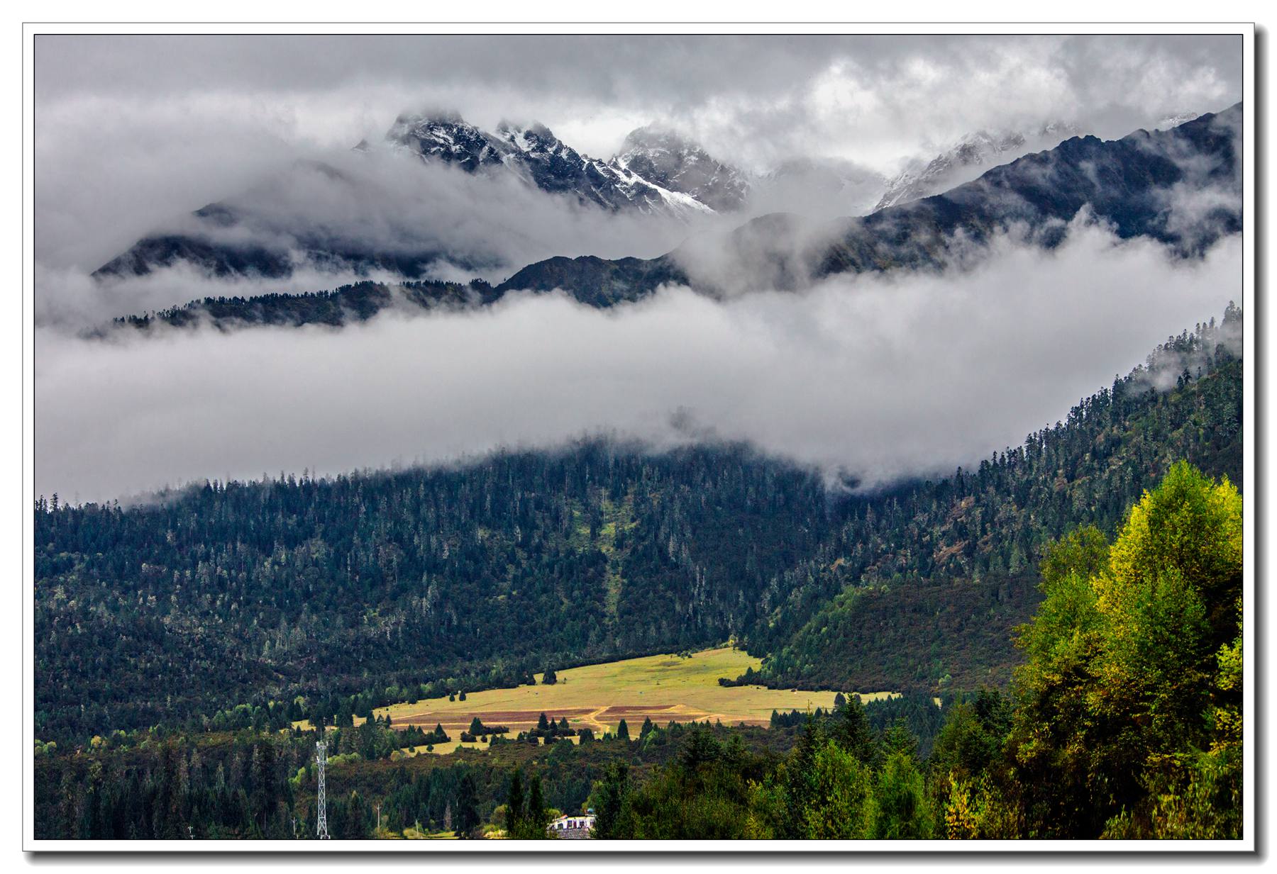 鲁朗林海入画游——漂亮
