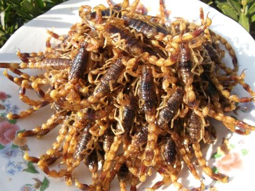 沂源美食蝎子:舌尖上的"凶猛"美食沂源全蝎