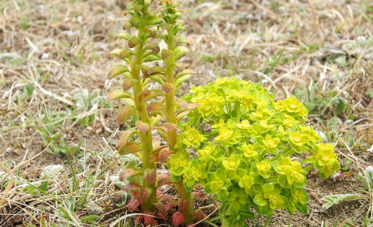 眼草的叶子为绿色,个头不大,就像猫的眼睛差不多,这也是它名字的由来.