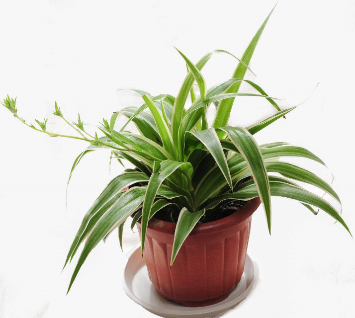 盆景推荐:清新空气,简单明丽的盆景