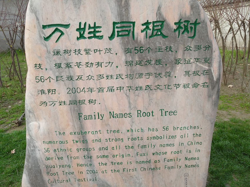 世上真有连理枝?实拍河南淮阳太昊陵景区,千年古树你见过吗?