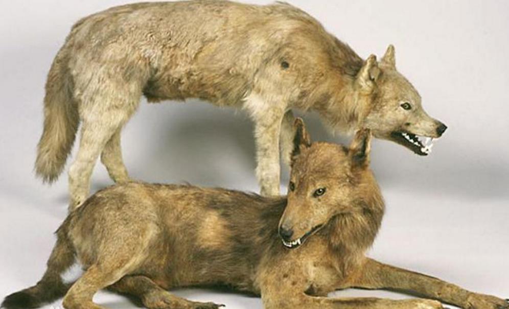 盘点5种已经灭绝的物种,第3种可能依然存在