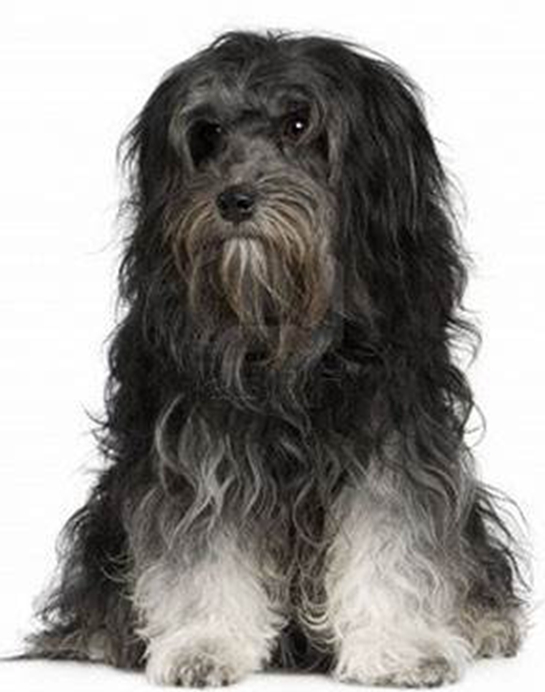 如果世界上只剩下这4种"长毛狗",必须选一种当宠物,你选啥?