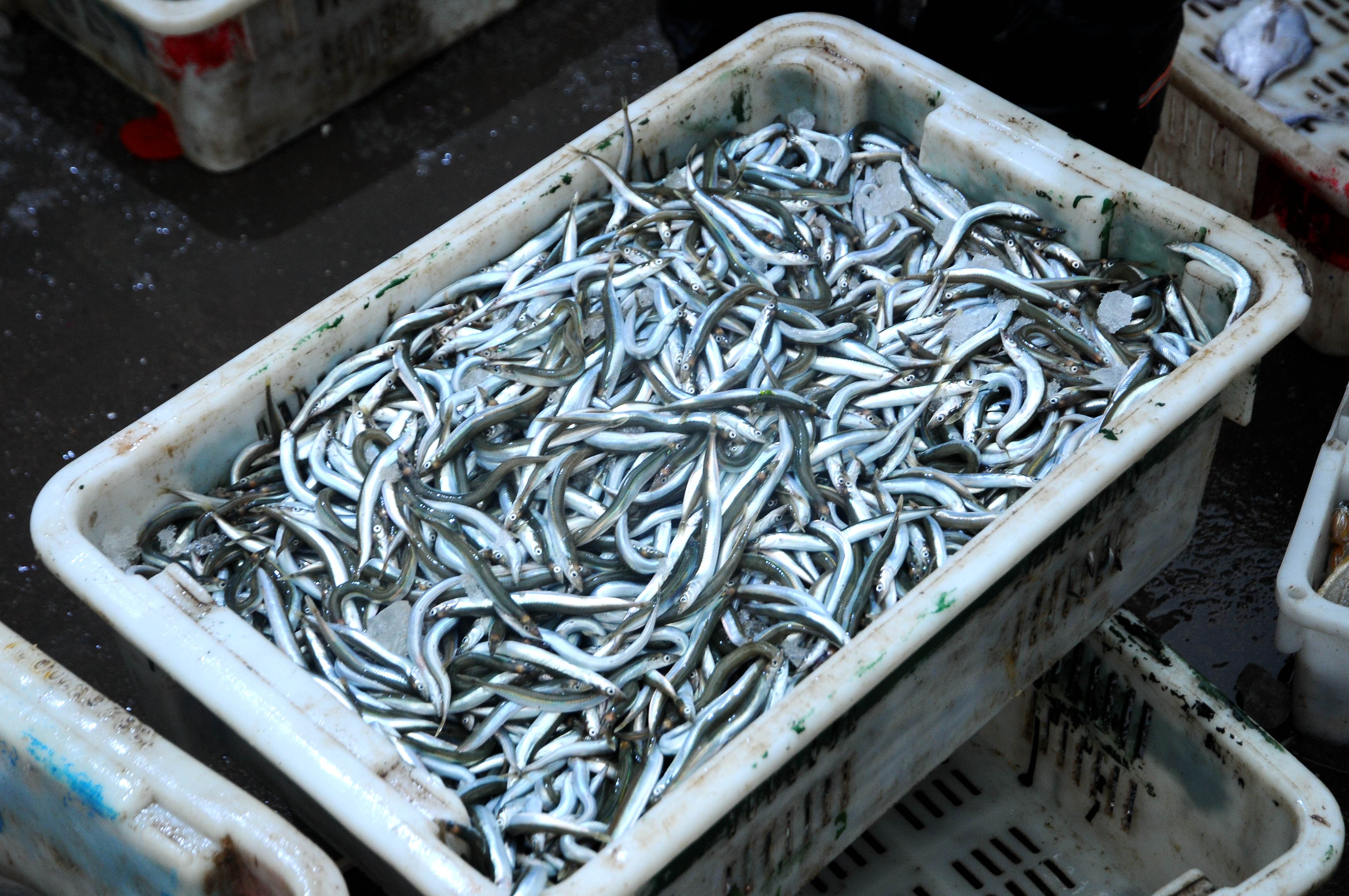 阳春三月 青岛新鲜"草根"面条鱼批量上市 10元2斤 煎炸喝啤酒