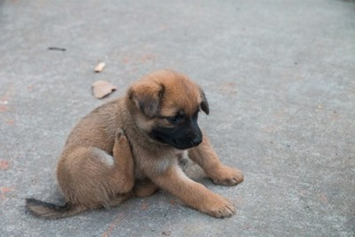 农村小土狗,图一胖的走不动,最后一张一看就是条有故事的狗