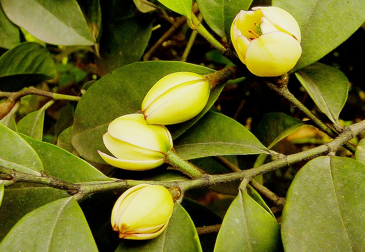 醉香含笑乔木,高达30米,胸径1米左右;树皮灰白色,光滑不开裂