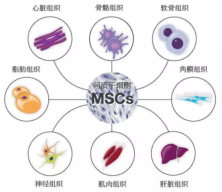 人体中还有新器官!美国纽约大学发现了!