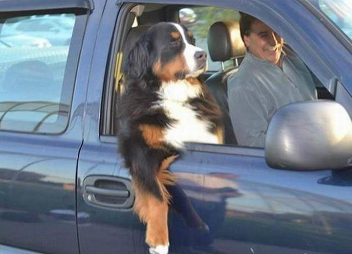 那些喜欢兜风的二货狗狗,第1个有点萌,最后一个都改变物种了!