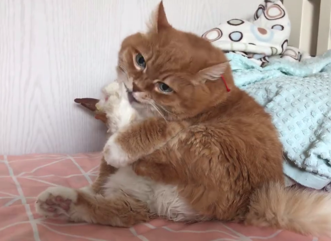橘猫表演花式吃脚,团成一颗大红薯萌化了,橘猫:又在说我胖!
