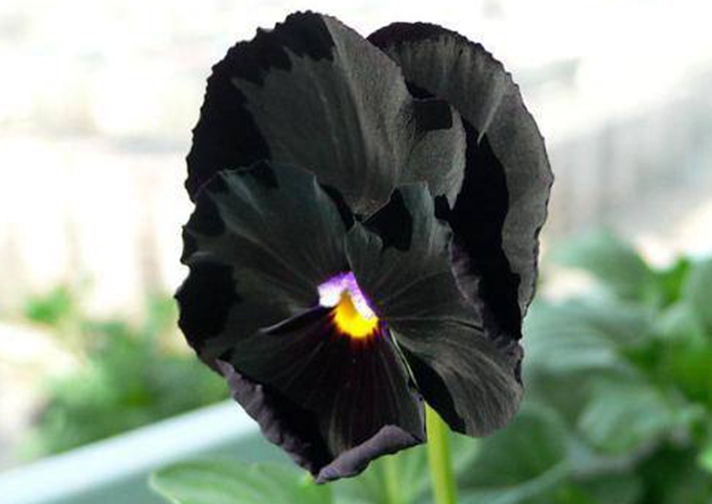 一生都难见一次的"黑色"奇花,全见过的少有人在!