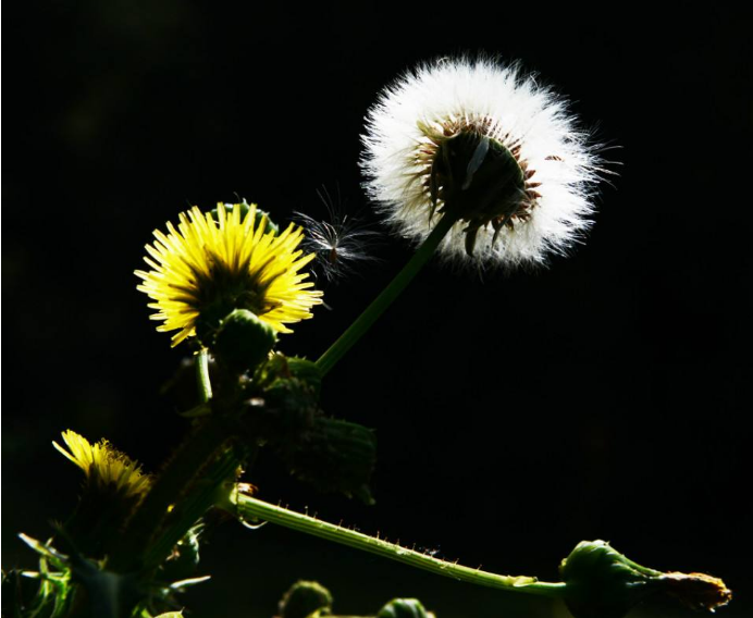 蒲公英具有美容养颜的功效,还可减轻雀斑,爱美的你不可错过