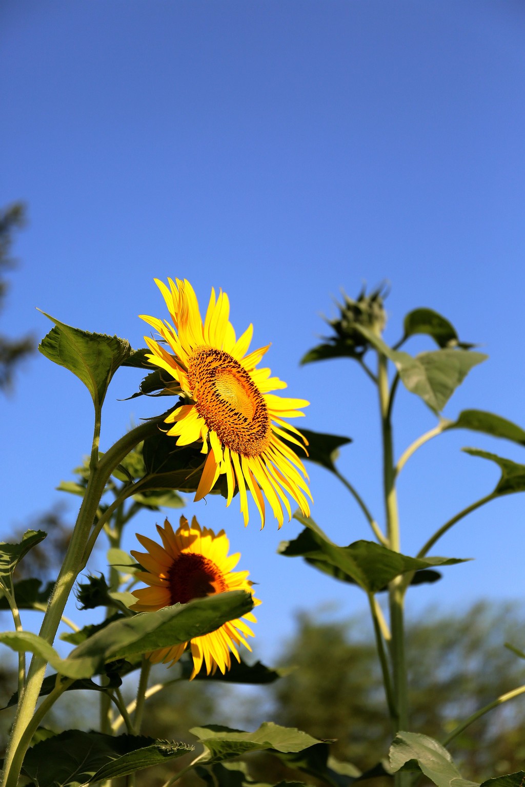 葵花朵朵——向太阳