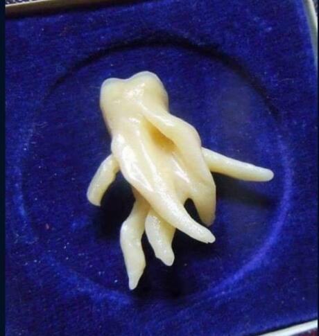 轻松一刻:花的英语单词怎么读?