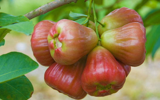 现在这水果颜色深点的比这更好吃