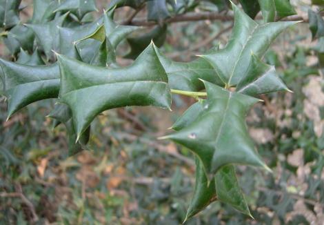 农村这种怪树,叶子长有刺,农民见到就砍,却不知道它全身是宝?