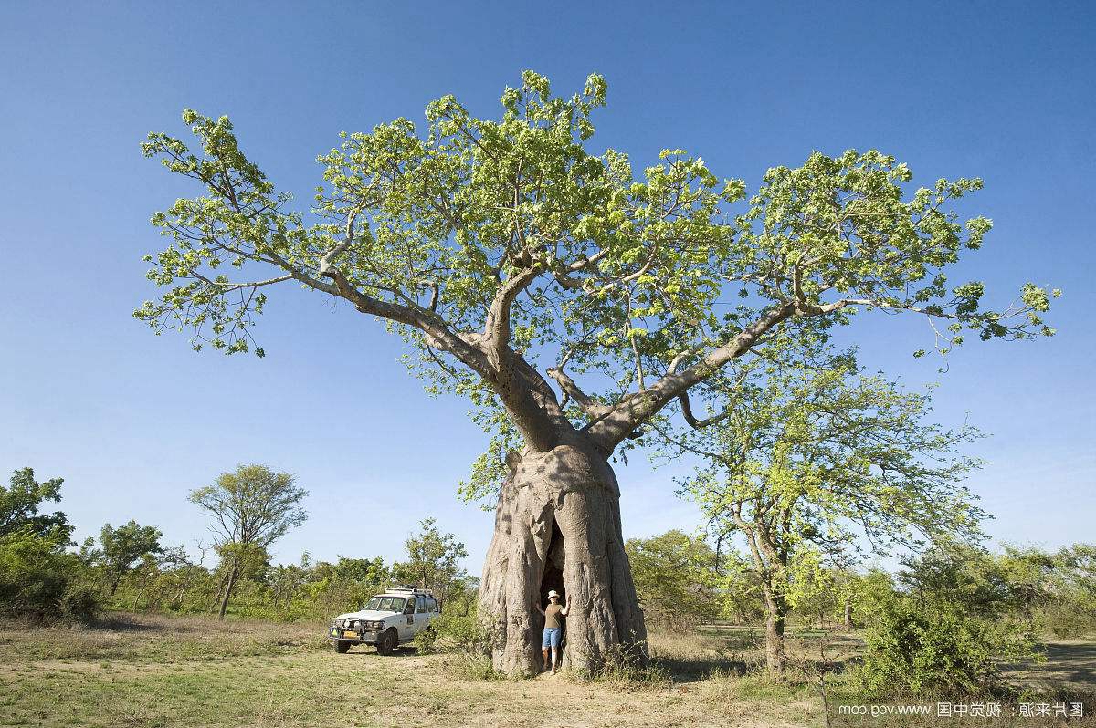 玛士撒拉树,生长于美国内华达州的玛士撒拉小巷,这颗古树的外观很是