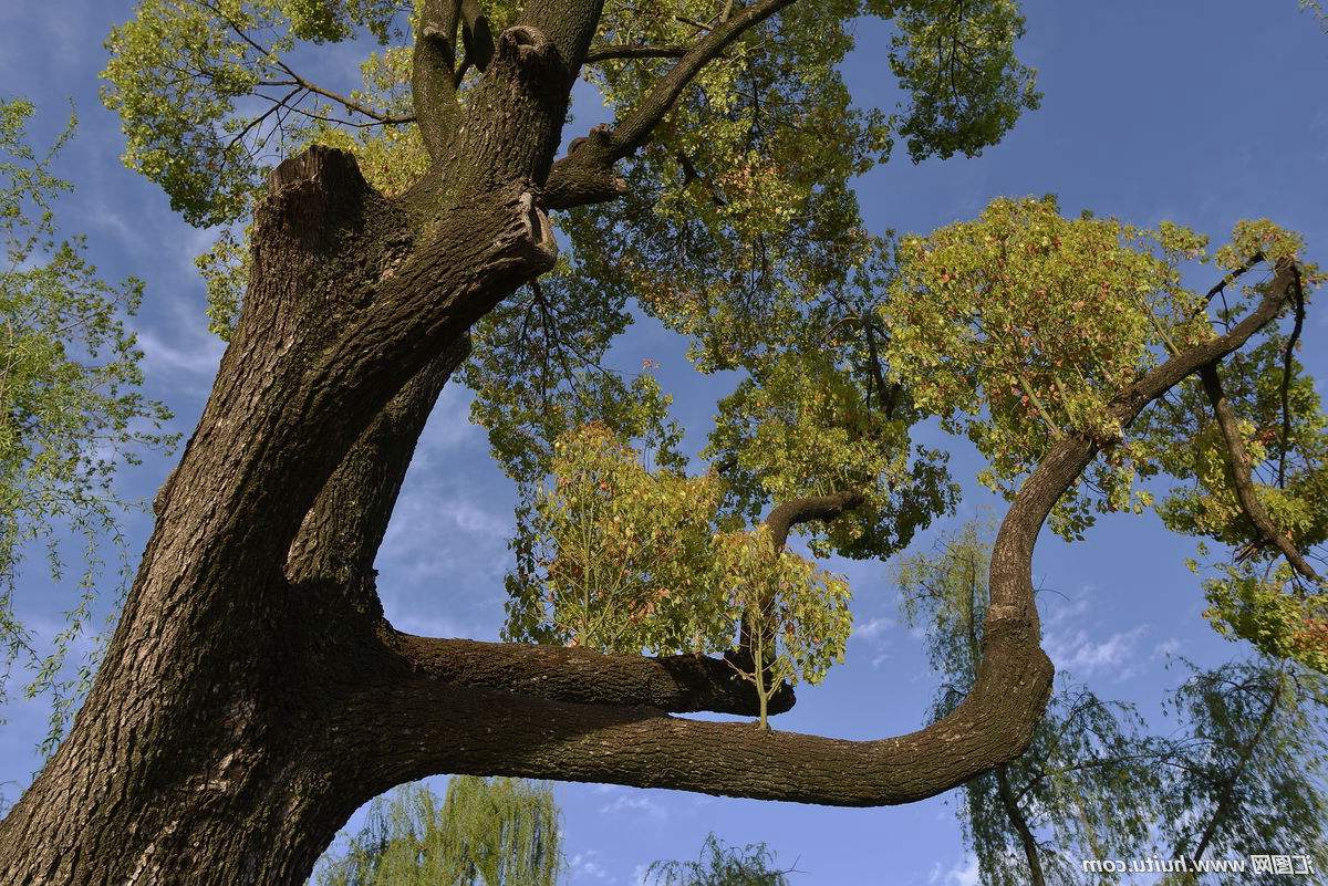 玛士撒拉树,生长于美国内华达州的玛士撒拉小巷,这颗古树的外观很是