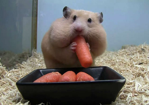 宠物仓鼠图片,各种萌,仓鼠吃食物的趣图