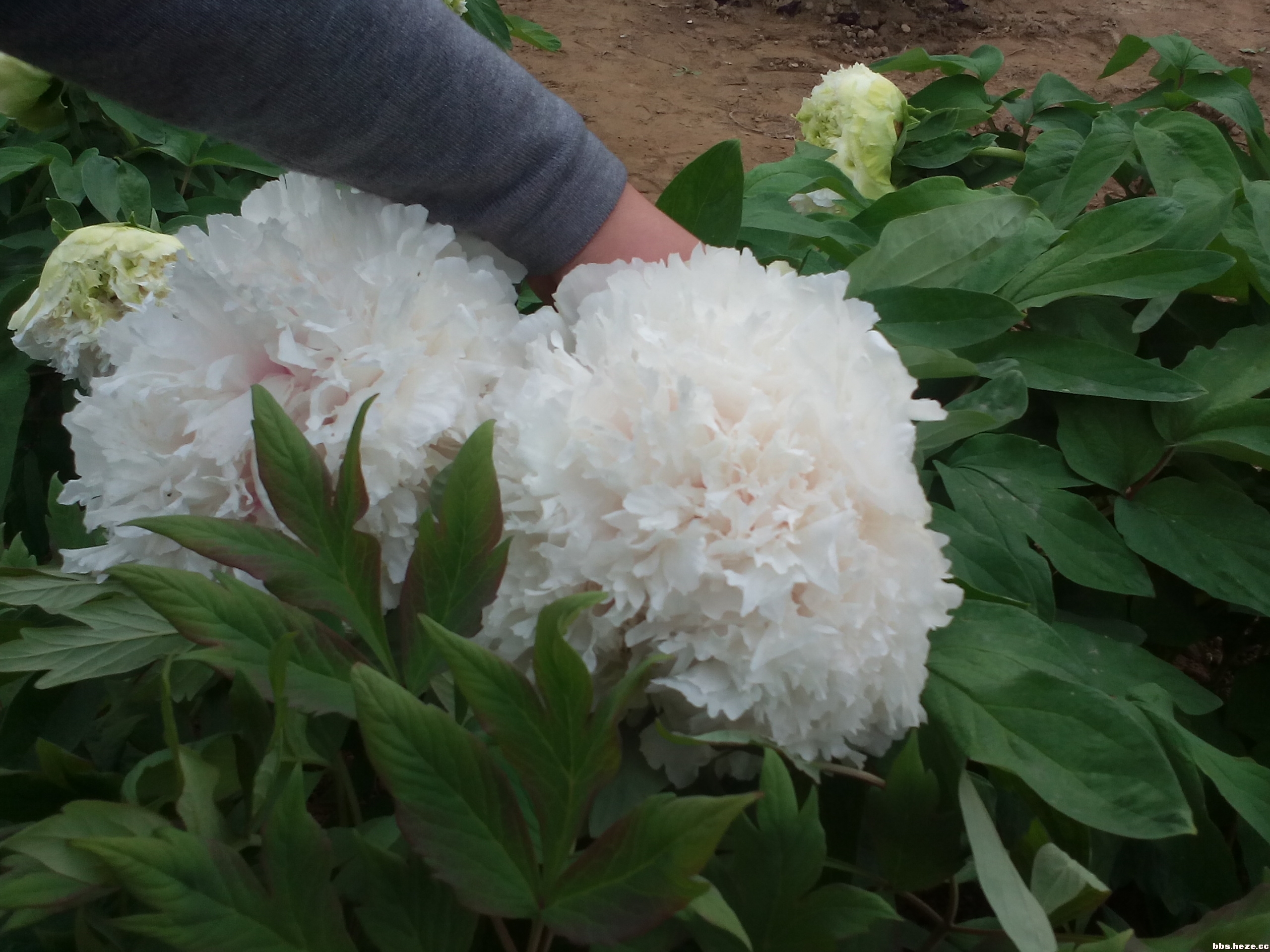 牡丹不仅有极高的观赏价值,还有药用价值,牡丹根是名贵的中药材