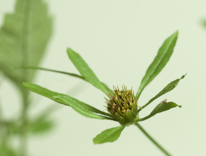 鬼针草的药用价值是什么?这个爱粘衣服的东西,居然还有这种用处