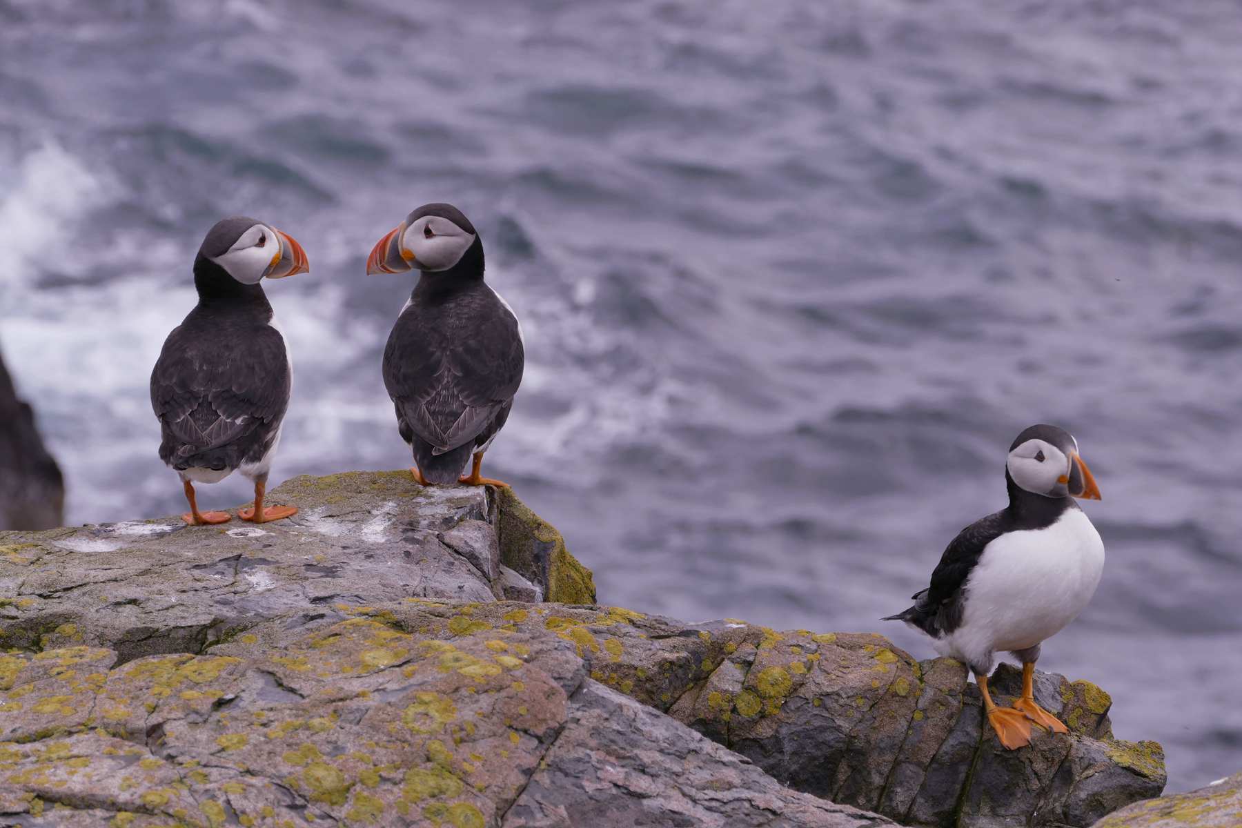 到北极才能看到的鸳鸯鸟--海雀,夫妻很恩爱哟