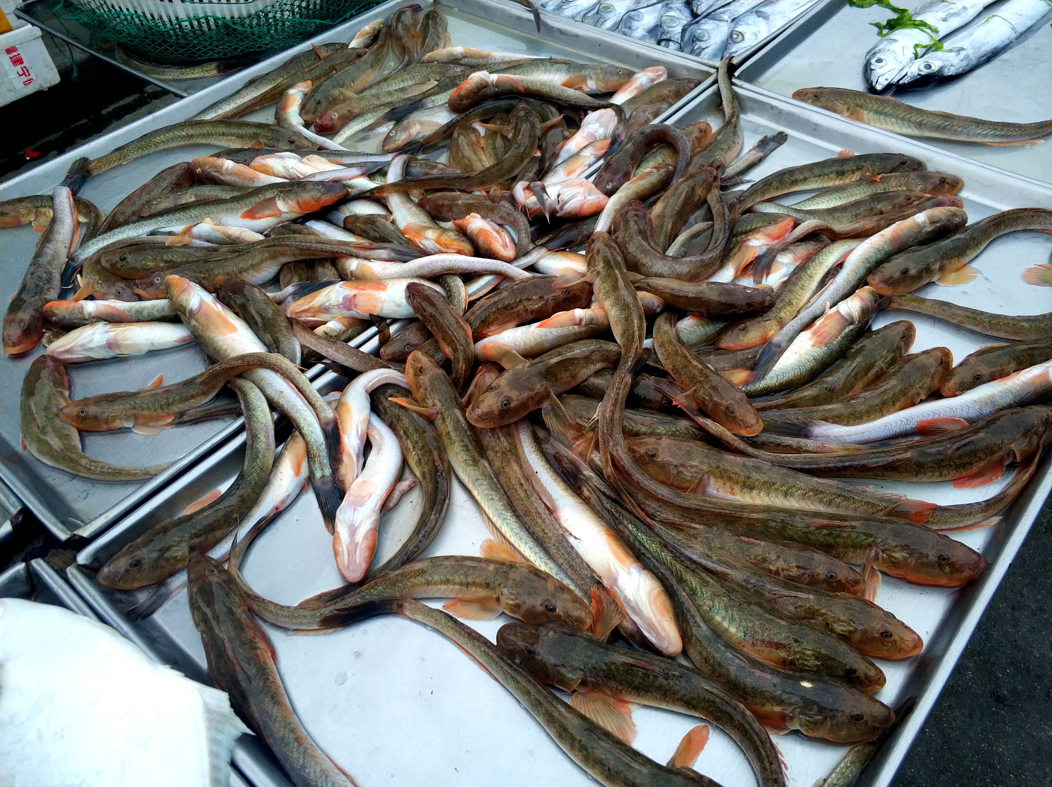 青岛逛晚市 纯野生"海蜂子"25元一斤 皮皮虾价高 摊主进货谨慎