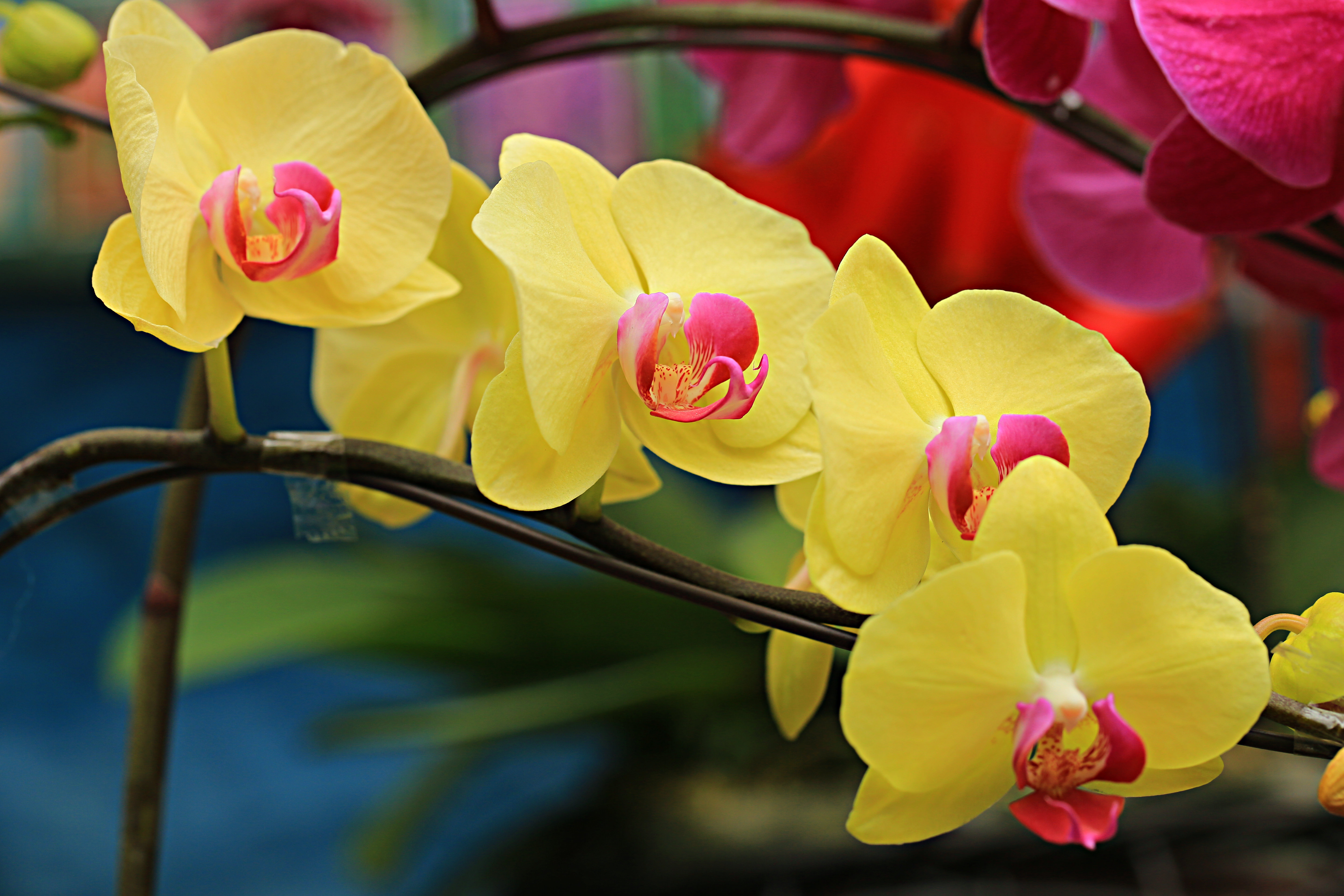 蝴蝶兰,为兰科蝴蝶兰属多年生草本植物