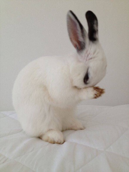 实拍兔子洗脸全过程 网友:活的还不如一只兔精致