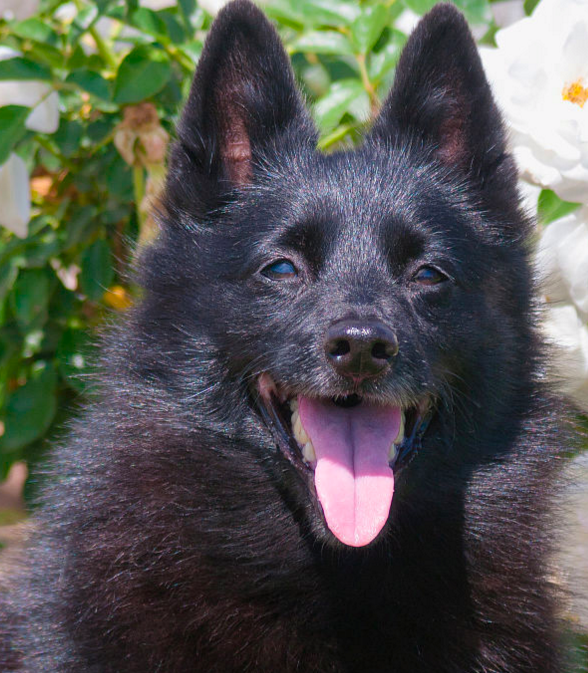 舒柏奇犬是一种敏捷,活跃的看门狗,而且可以捕猎害兽和害鸟等