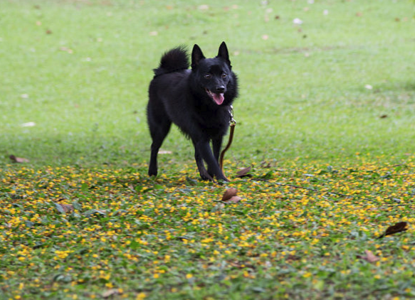 舒柏奇犬是一种敏捷,活跃的看门狗,而且可以捕猎害兽和害鸟等