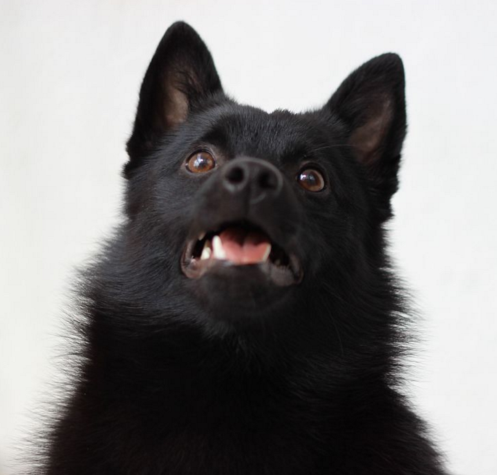 舒柏奇犬是一种敏捷,活跃的看门狗,而且可以捕猎害兽和害鸟等