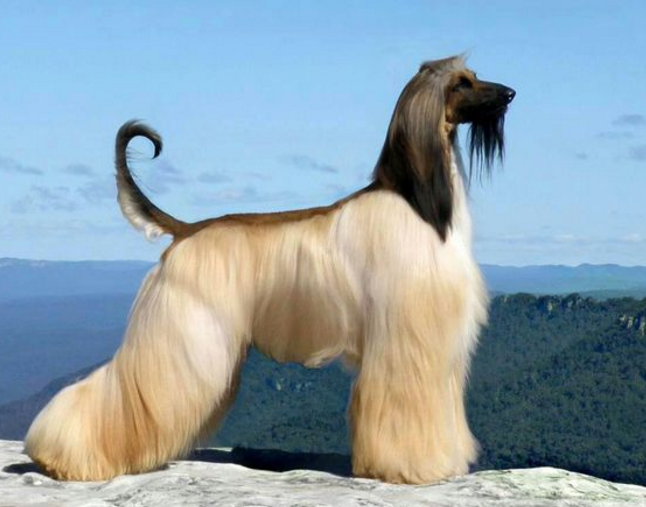 它是世界上毛发最长的犬种,看着每一张都尽显高贵气质!