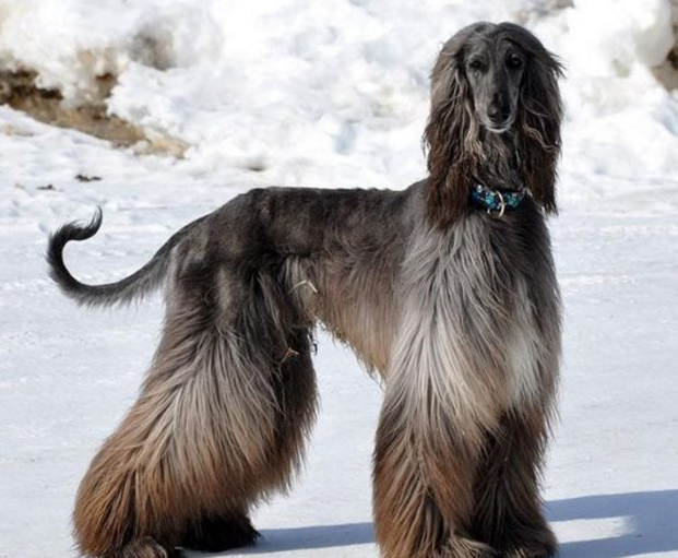 它是世界上毛发最长的犬种,看着每一张都尽显高贵气质!