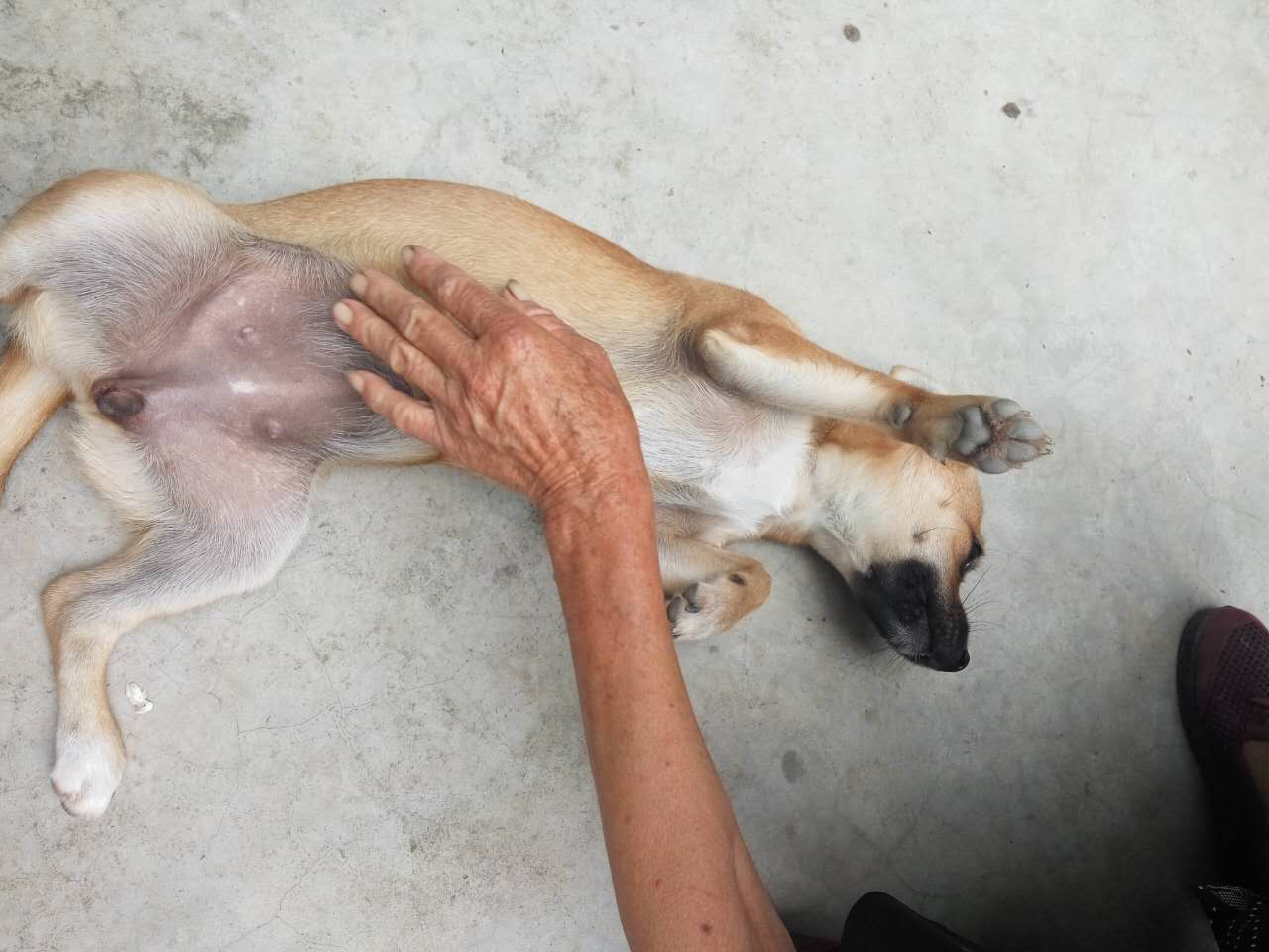 养了1年多的狗,昨天忽然发病脑膜炎死了,一切来得措手不及!