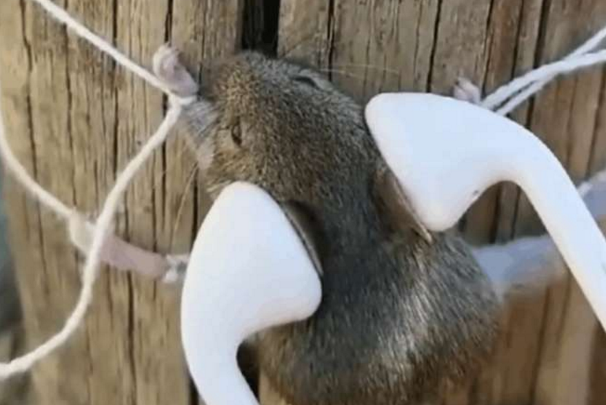 男子抓住了家里的老鼠,用噪音环绕惩罚它,老鼠一脸生无可恋!