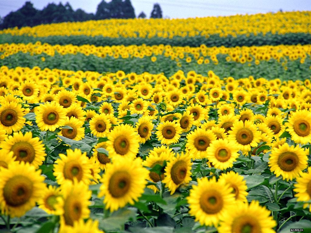 每次看到一片一片的向日葵,心情都会变好