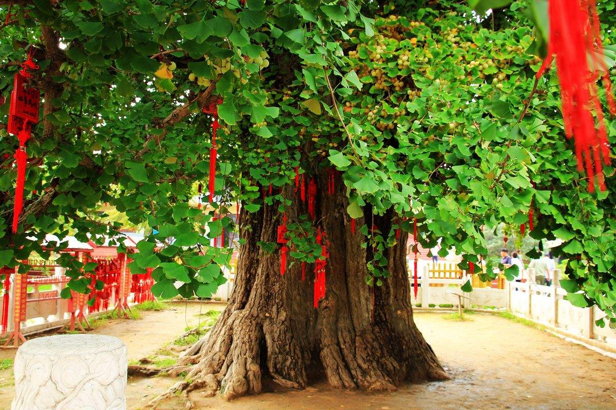 踏入金色海洋,见证了中华五千年的神树,现在长这样