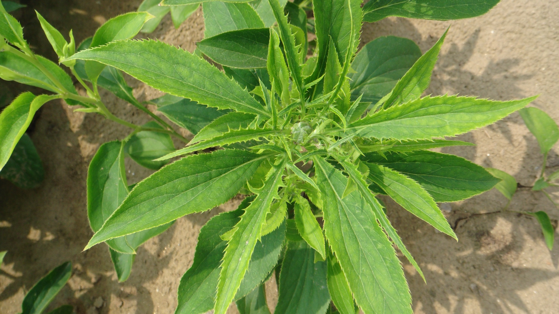 種植白朮怎麼除草,讓白朮長的更好