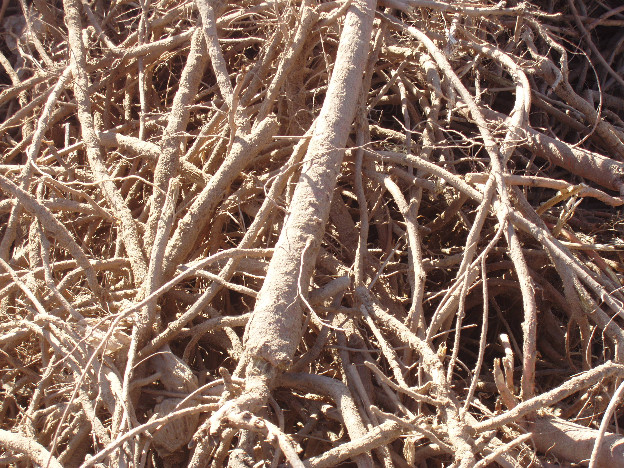 人工种植甘草怎么能够高产