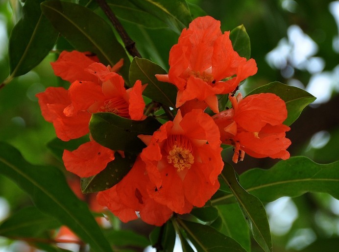 月季石榴又名花石榴,是石榴科属中一个非常稀有的珍贵品种