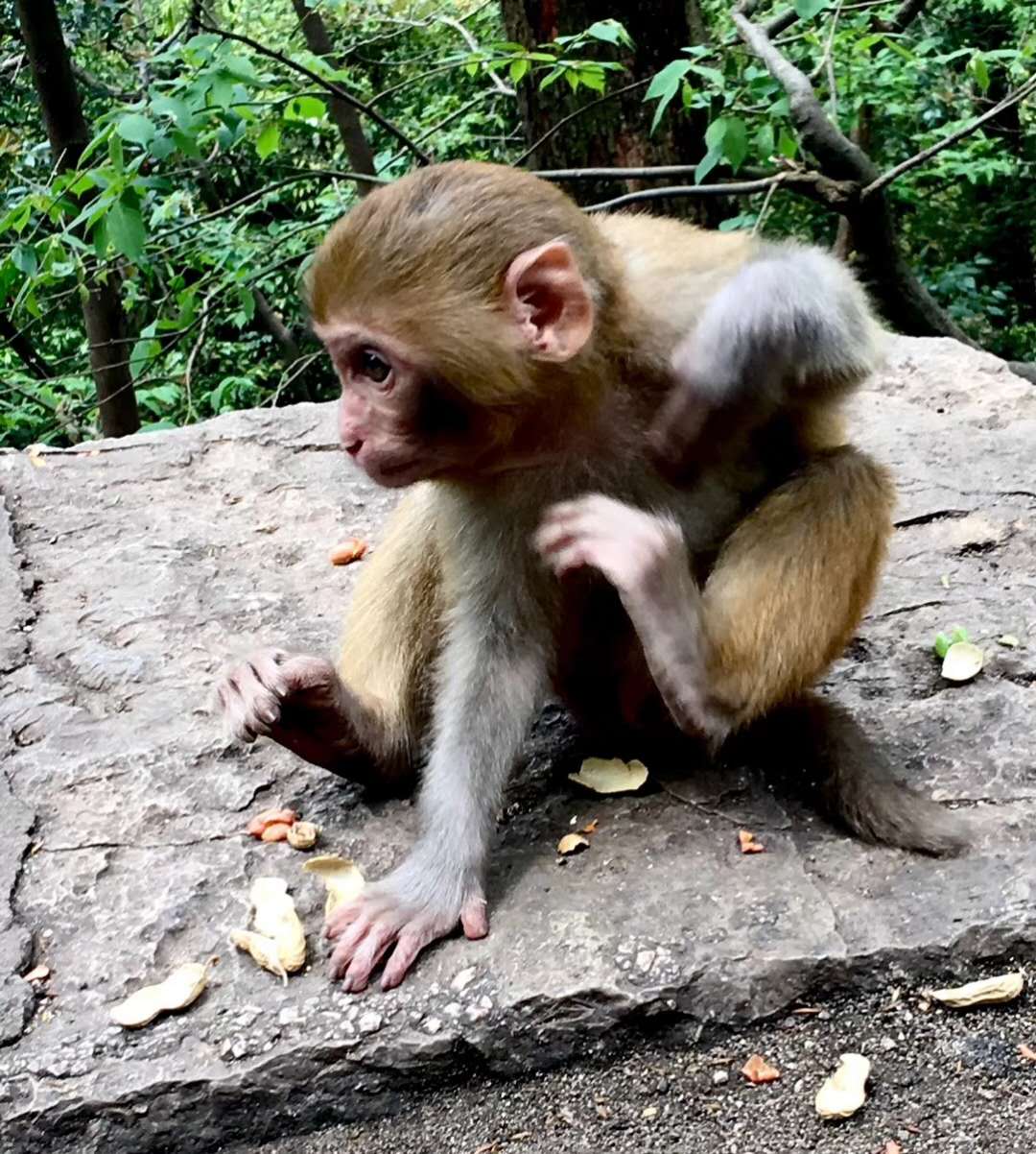 黔灵山这么霸气的猴子,活得像个猴样,活出了自己的本性