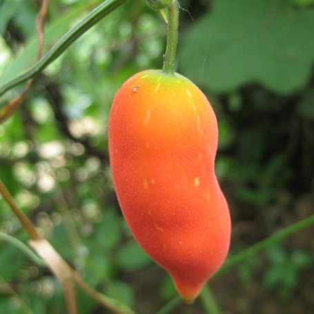 农村这种野果茅瓜,清热解毒,消炎止泻,药用价值极高,你知道吗