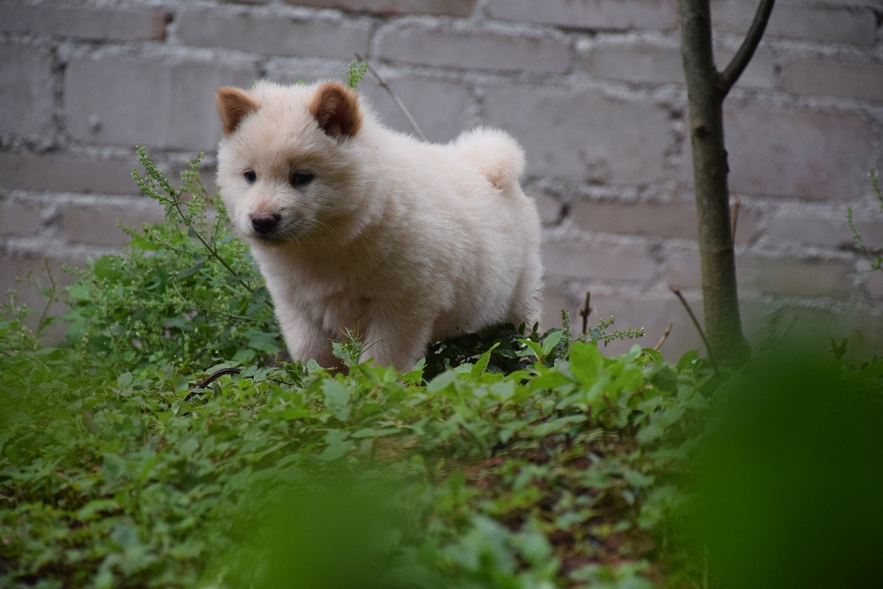 世界上最忠诚的5种狗,秋田犬上榜,第一国人最爱的一种!