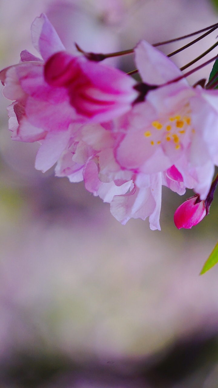 风景摄影:海棠依旧,面带桃花