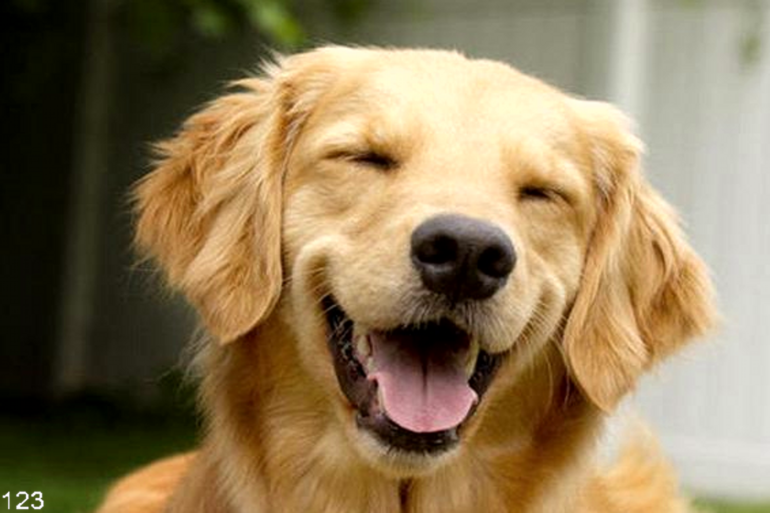 会笑的狗叫什么名字图片