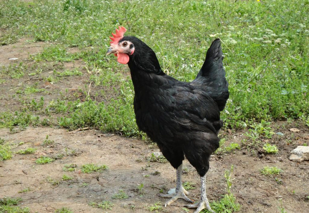 农村致富经|农村最赚钱的5种养殖项目,一年轻轻松松赚几十万!