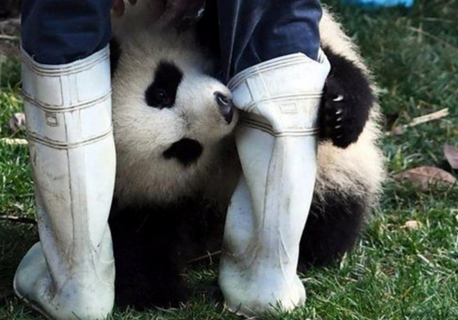 大熊猫"抱腿杀",抱住就不撒手了,网友:求抱抱