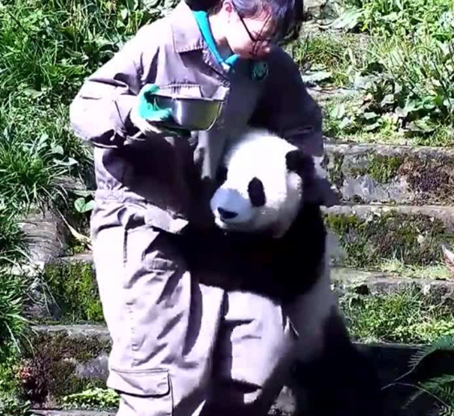 大熊猫"抱腿杀",抱住就不撒手了,网友:求抱抱