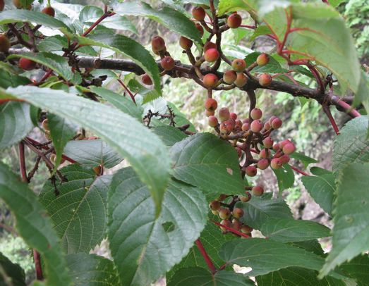 银鹊树,稀有种 星散分布于中国长江流域