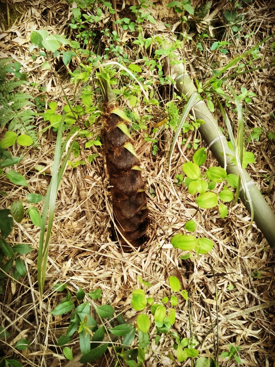 时节清明,楠竹笋争先恐后般破土而出